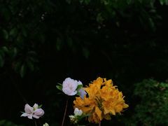 -临平公园(临平街道)