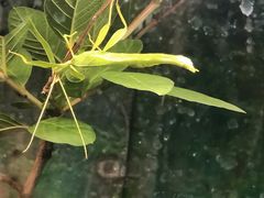 -上海大自然野生昆虫馆(东方明珠·爬宠昆虫探索中心)