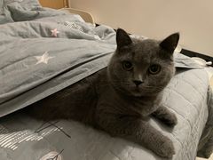 -lincat·猫舍(广州店)
