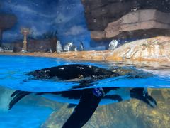 -海合安武汉极地海洋公园