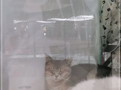 -COLOR PETS 撸猫馆·购猫·猫咖(长风大悦城店)