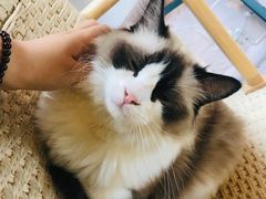 -喵屿·大理花园猫咖