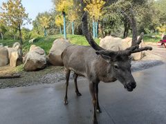 -北京野生动物园