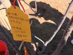-北京东方普罗旺斯薰衣草庄园