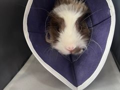 -pd派德宠物中心医院24H急重症·眼科中心·血液透析中心(嵩山北路店)