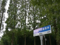 -黄海国家森林公园