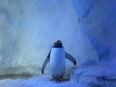 -海合安成都极地海洋公园