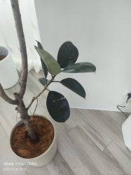 -HEYAN荷妍专业脱毛连锁机构