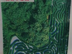 -大屏嶂森林公园