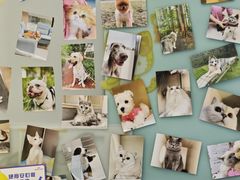 -爱妮康宠物医院·干细胞免疫细胞·肿瘤·心脏(张江店)