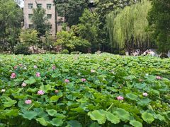 -莲湖公园