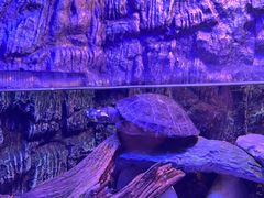 -上海海洋水族馆