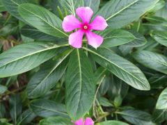 -北海金海湾红树林生态旅游区