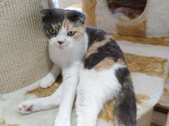 -藏猫猫咖啡主题馆(中央大道店)