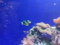 -江和美海洋公园