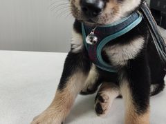 -东莞宠友24H宠物中心医院·转诊夜诊·异宠(新河北路院)