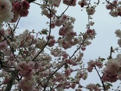 -天适樱花悠乐园