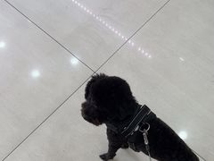 -天宠宠物医院24小时·急重症诊疗中心·全科·腔镜特色(和平分院)