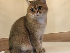 -滚猫咖啡·猫咖·猫友好撸猫(未来城店)