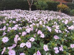 -狐尾山公园
