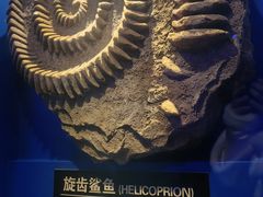 -皇家海洋乐园