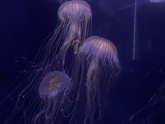-青岛海底世界-水族馆