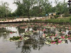 -绿堤公园