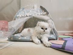 -糯米喵星人总部直营旗舰店·猫舍·幼猫出售