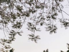 -海珠湖公园