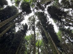 -武陵山森林公园