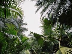 -中国科学院西双版纳热带植物园