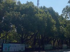 -合肥滨湖国家森林公园