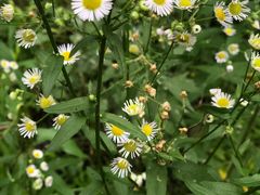 -合肥滨湖国家森林公园