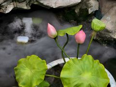 -蟹村草堂·苏式园林人文农家·大闸蟹