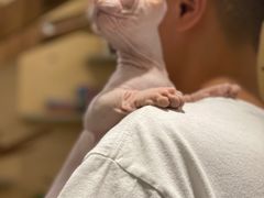 -飞行喵MR PILOT|猫舍·猫咖(静安大融城店)