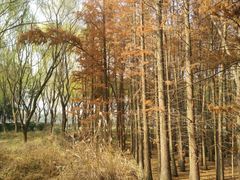 -昆山城市生态森林公园