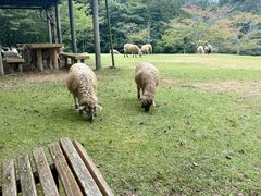 -神户市立六甲山牧场