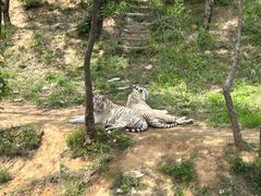 -石家庄市动物园