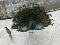 -栾川竹海野生动物园