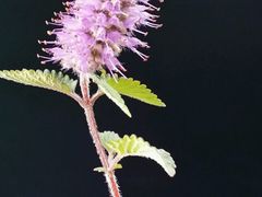 -硗碛藏寨·神木垒景区