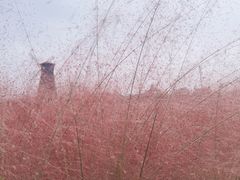 -鹅湖玫瑰文化园