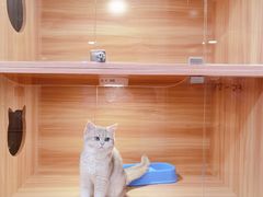 -猫十亿·布偶金渐层·曼基康矮脚猫舍(青年路店)