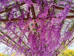 -广东花都香草世界旅游度假区
