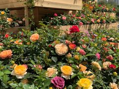 -人民公园(罗湖区)