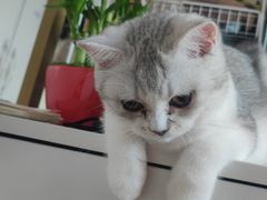 -中农国际动物医院24小时·猫科·骨科·急重症中心