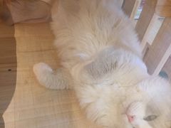 -Pets First伊珊娜洗护·精致美容·家庭式寄养(新会路店)