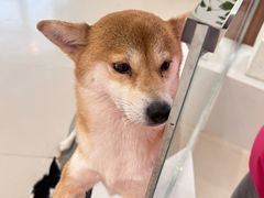-共舞时光猫咖·狗咖(新街口店)