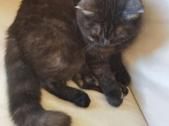 -鼓捣猫呢主题猫咖店