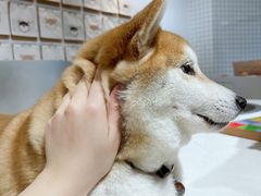 -柴务处·柴犬主题狗咖