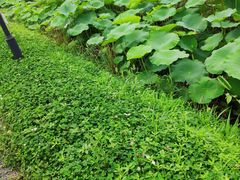 -田园东方蜜桃村的田野营地